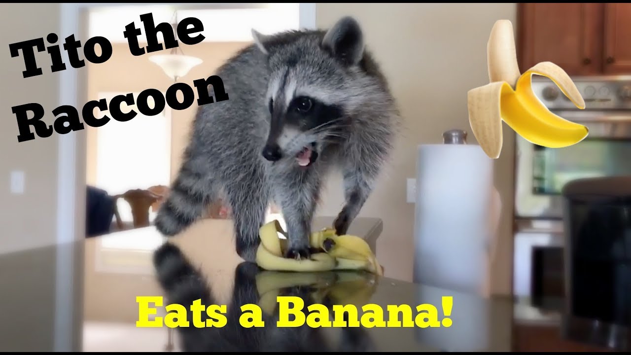 Tito the Raccoon Eats A Banana! YouTube