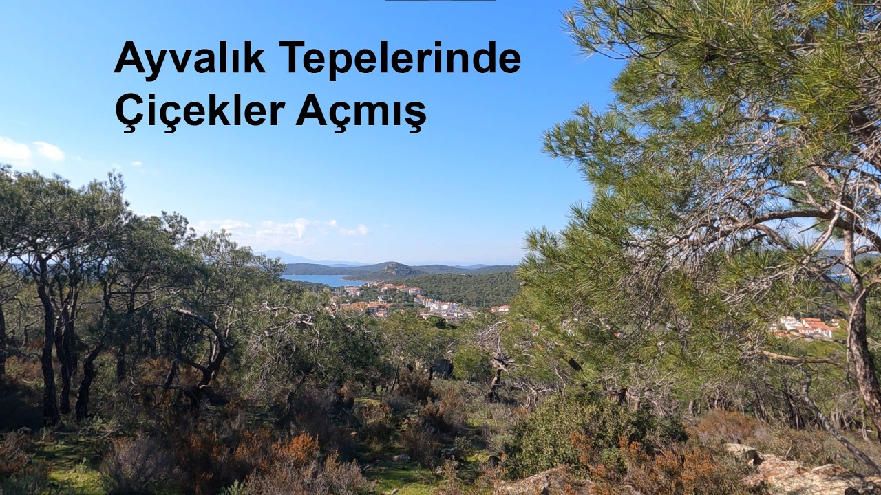 [4K] Ayvalık Sokakları - Bölüm 53 -  Ayvalık tepelerinde çiçekler açmış