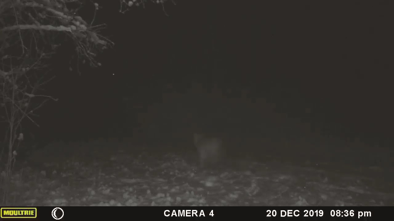 Coyotes hunting in pack YouTube