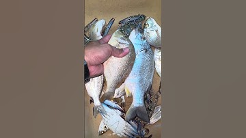 Inshore night Fishing harvest