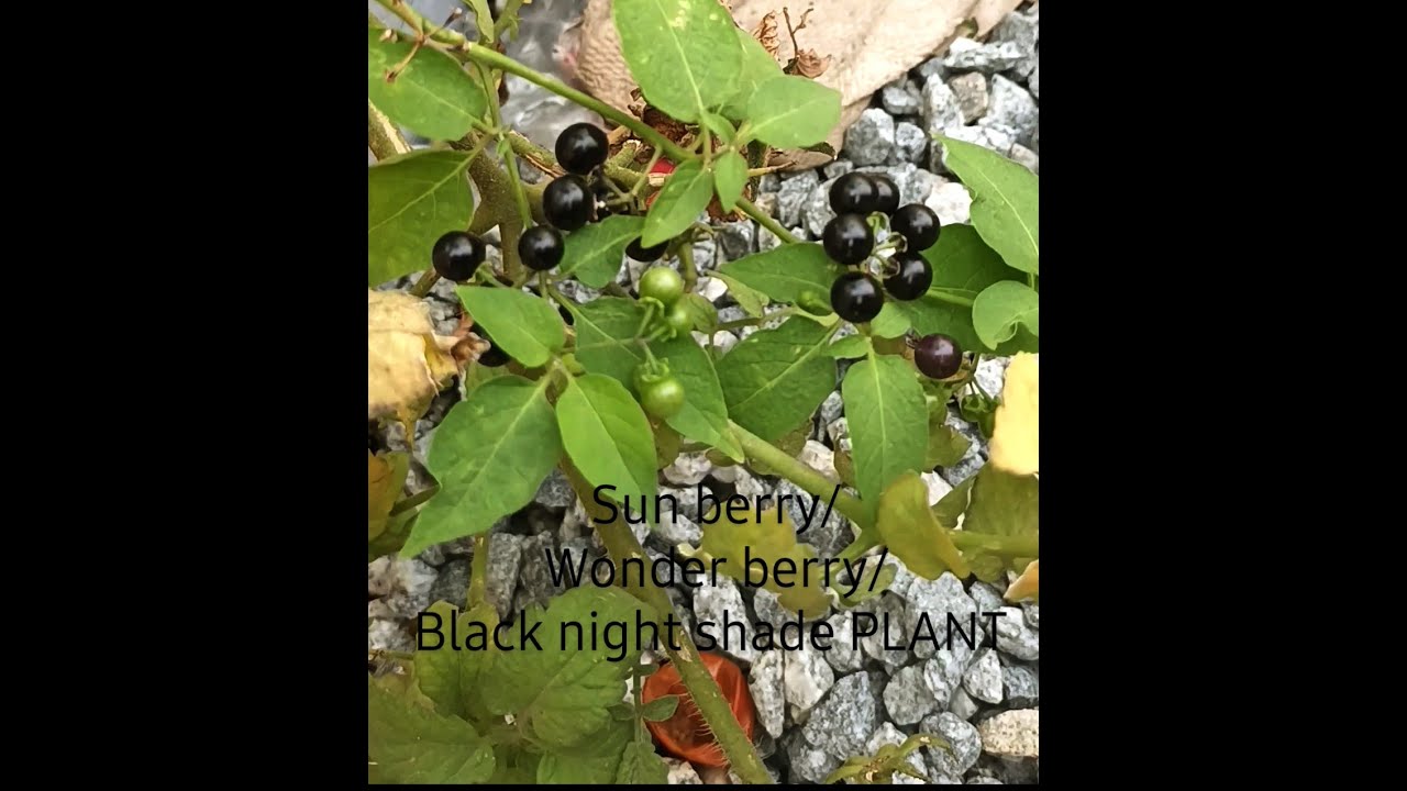 sun berry/wonder berry/black night shade 