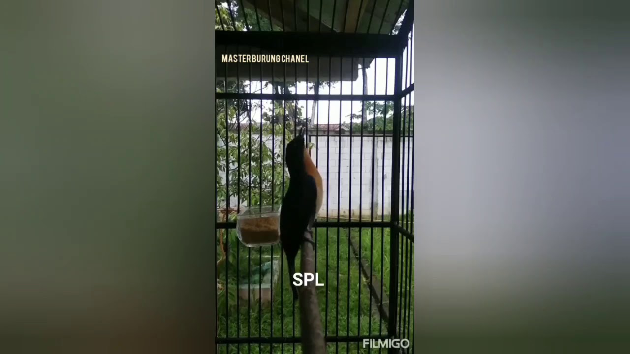 Burung lain dengar suara ini pasti langsung gacor.tledekan gacor