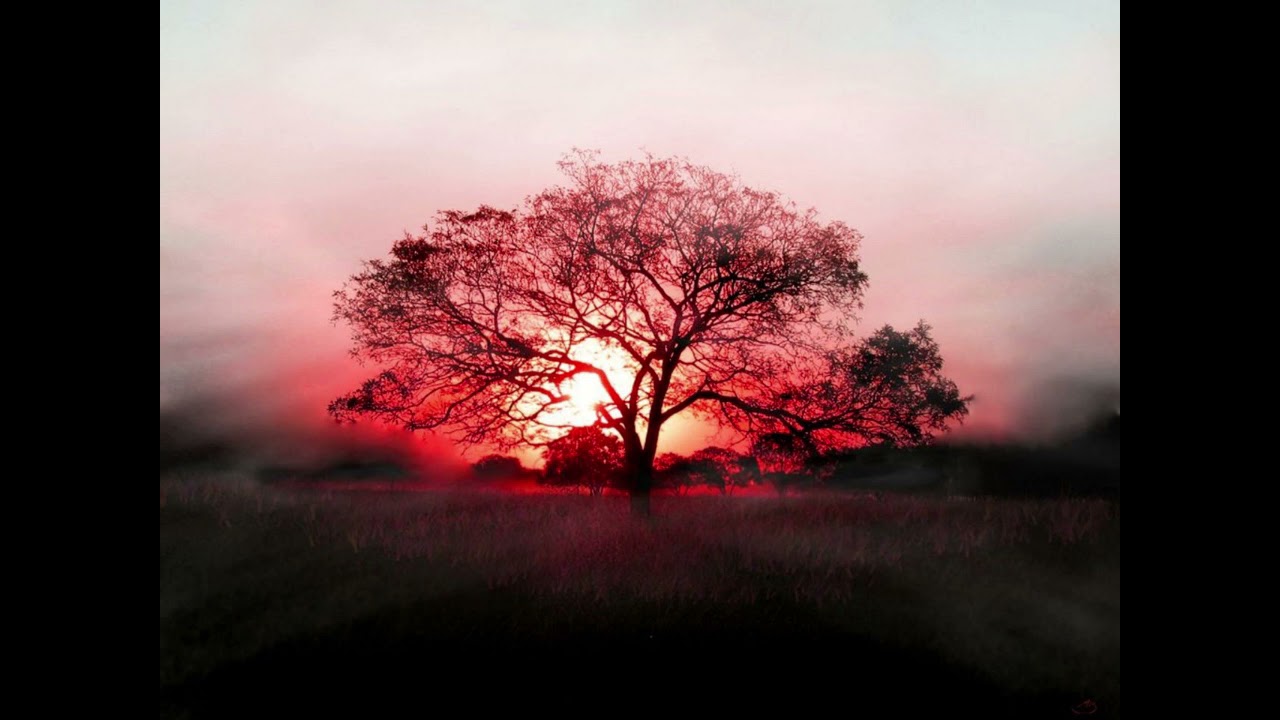 NCS - Willow Tree 1 hour