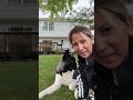 Mi perro akita americano!!