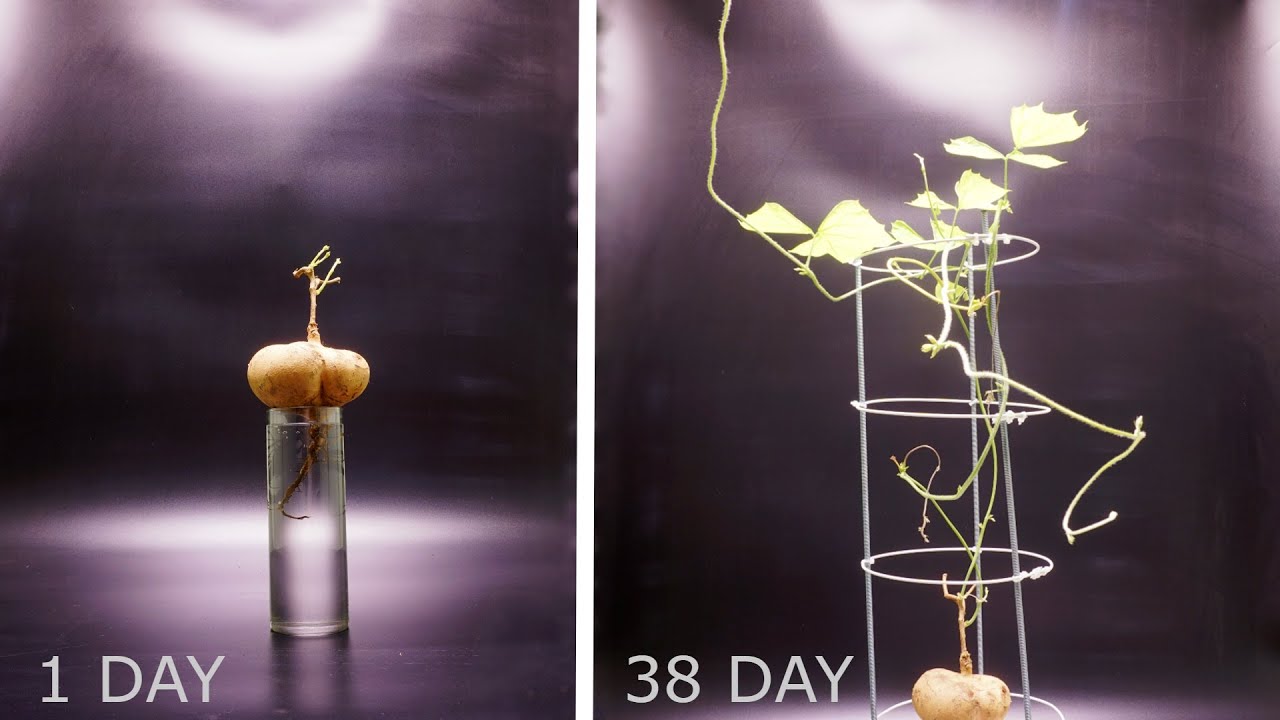 Jicama Growing 38 Days Time Lapse YouTube