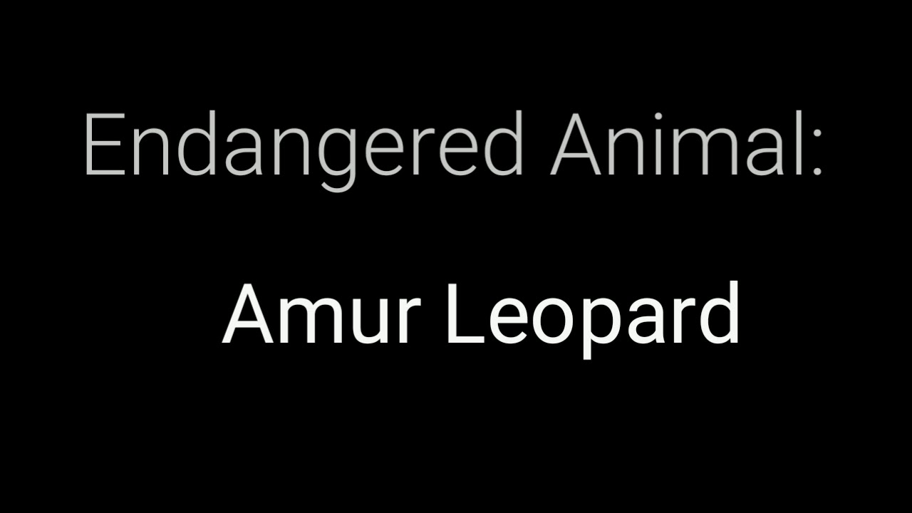Endangered Animal : Amur Leopard - YouTube