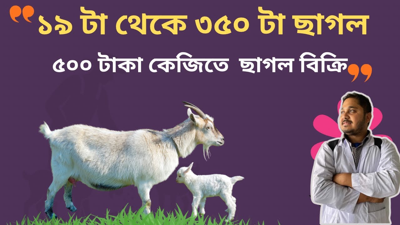 ব্লাক বেঙ্গল ছাগলের খামার| লাইভ ওয়েট এ ছাগল বিক্রি| ৩৫০ টা ছাগল নিয়ে গঠিত খামার| ভিডিও-১৩২|