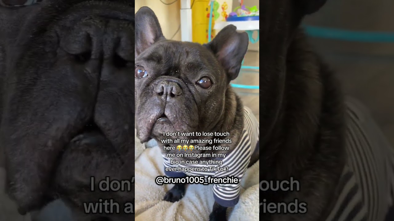 Let’s stay in touch my Frenchie parent friends 😭😭😭