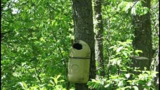 Great Crested Flycatcher Building a Nest in a Wood Duck Box