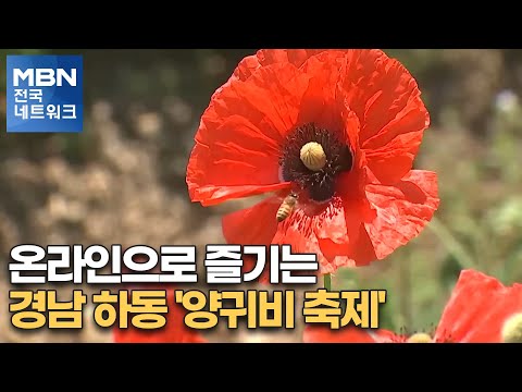 온라인으로 즐기는 경남 <strong>하동</strong> &amp;#39;양귀비 <strong>축제</strong>&amp;#39; [전국네트워크뉴스]