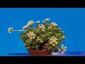Crassula celia.