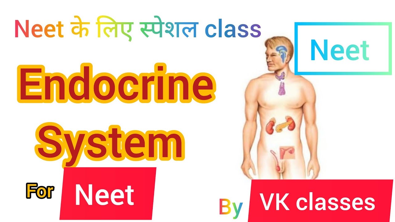 Endocrine system lect-(1)13 in Hindi | Brain|Central & Peripheral ...