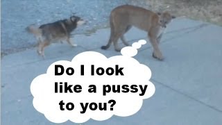 Douchebag Dogs: viral YouTube videos show dogs harassing a cougar, kangaroo