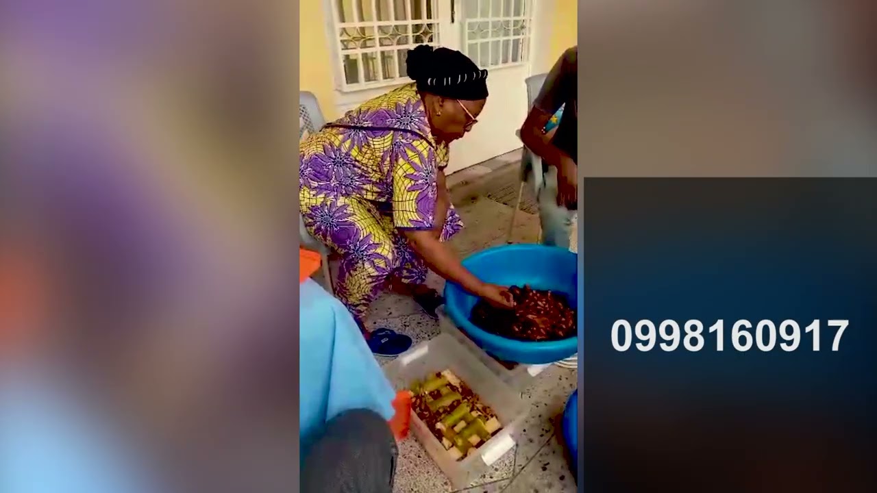 Production des géniteurs de Mpose ou larve blanche.