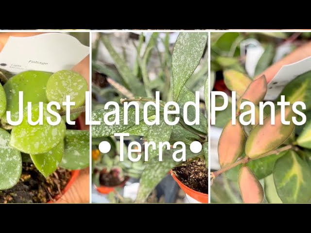 Terra Has New Plants You Will Want Immediately |Plant Shopping