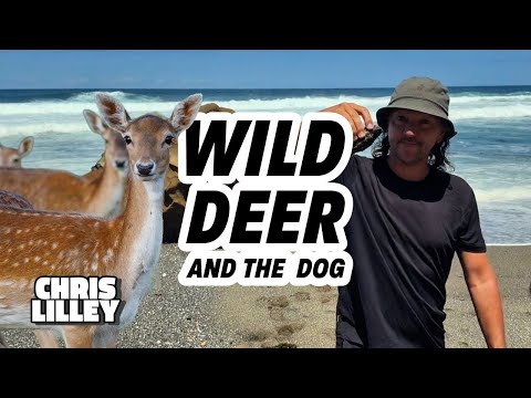 Wild Deer And The Dog
