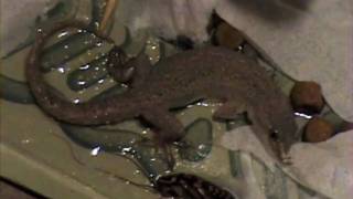 gecko ER part 1