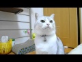 超音波鳴きと犬っぽい返事 (Ultrasonic Voice & Voice like a dog)