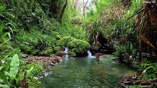 Beautiful Birds Sounds, Calming Water Stream Flowing Under a Big Forest