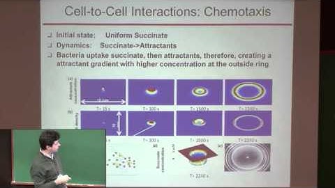 Paul Bogdan: Multiscale Analysis Reveals Complex Behavior in Bacteria Population Dynamics