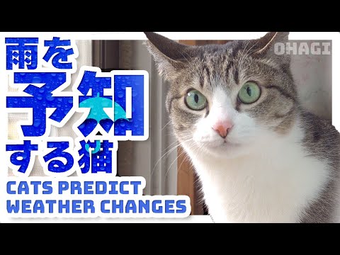 雨を予知する猫