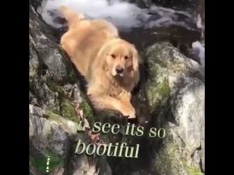 nature-dog
