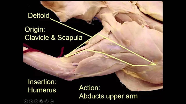 Muscles of the Upper Back Tutorial
