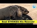 Seal Strikes His Rescuer