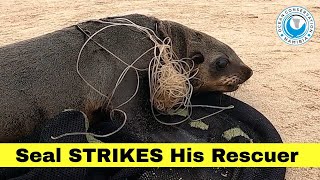 Seal Strikes His Rescuer