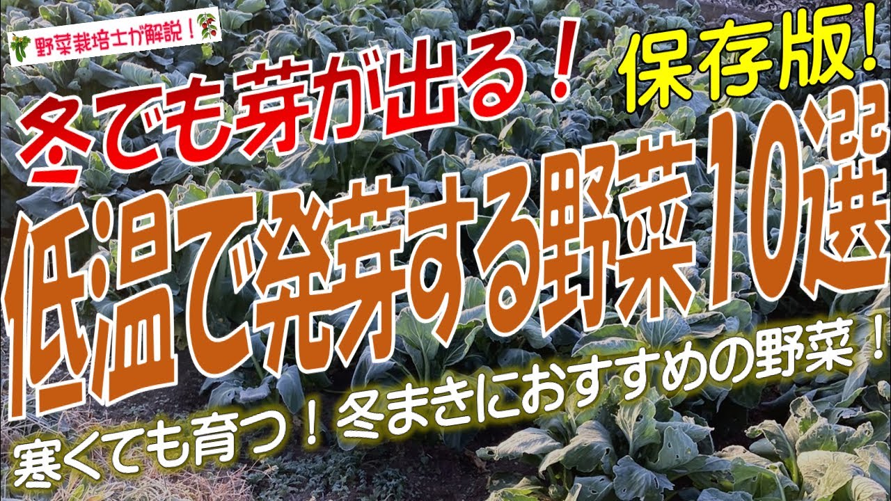 冬でも芽が出る! 低温で発芽する野菜10選（発芽温度の低い野菜ランキング）