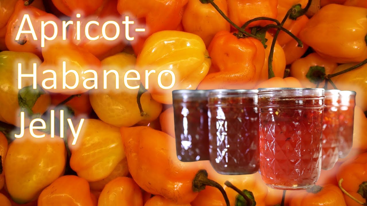 How to Make Apricot Habanero Jelly YouTube
