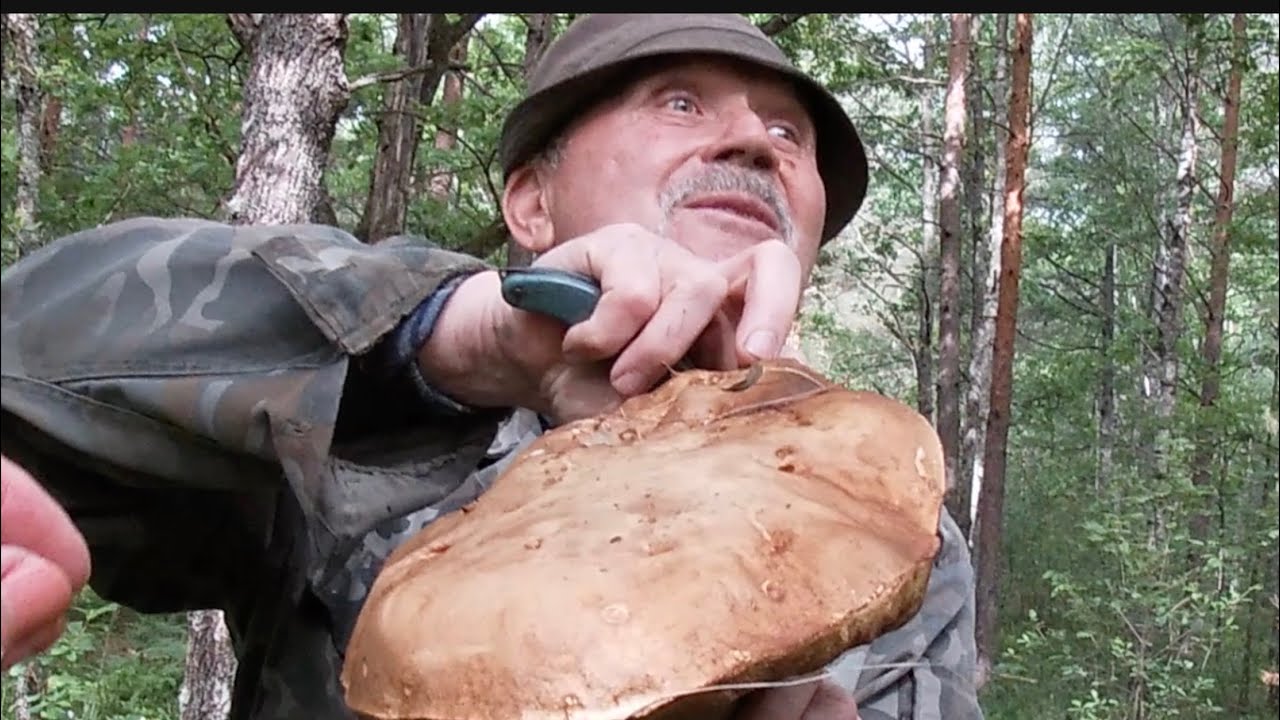 Зомлієте, які потужні білі гриби! Брали й маленькі, й лисички на додачу.