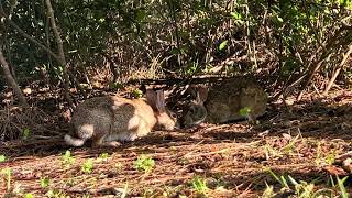 Information Cottontail & Marsh Rabbits Share Carrot Update