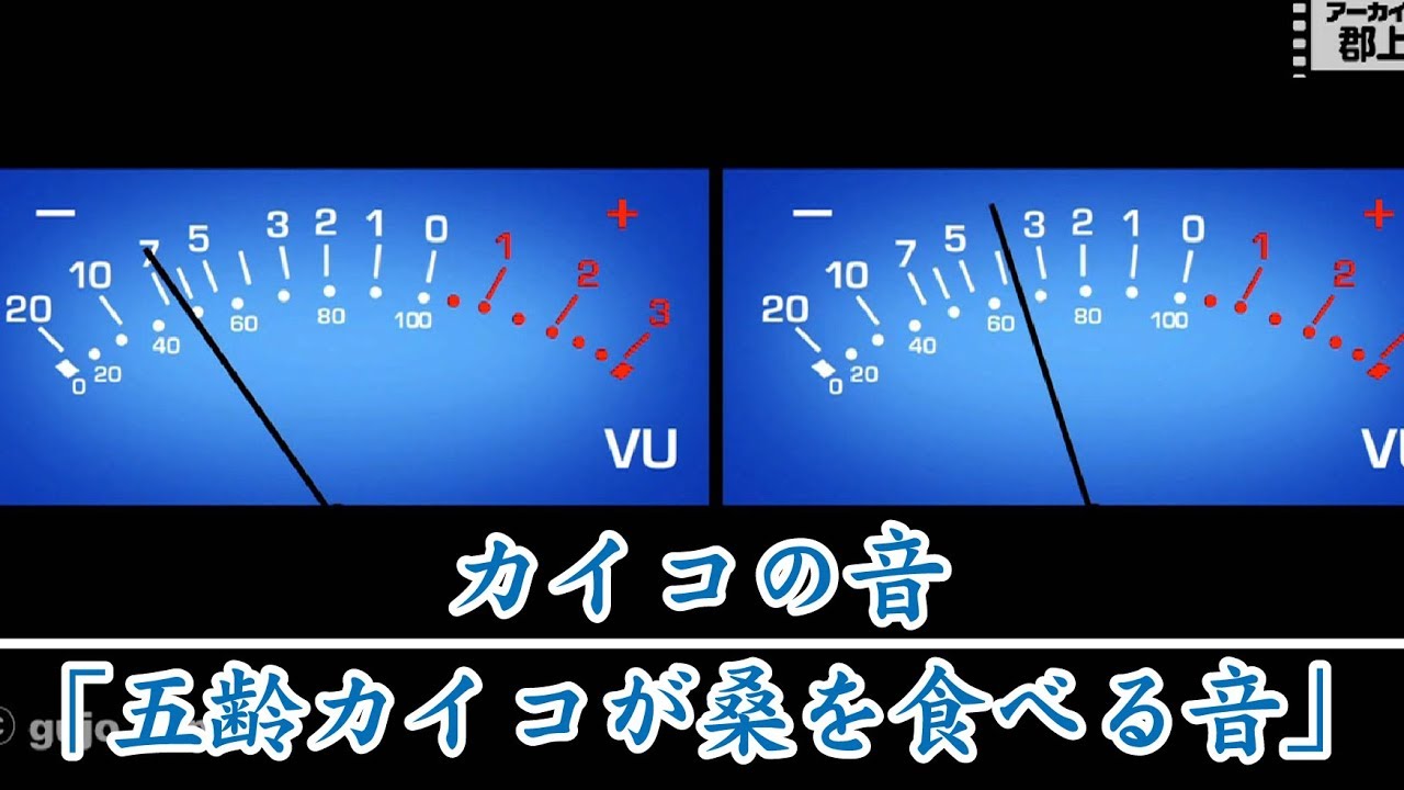 【カイコの音】五齢カイコが桑を食べる音 - YouTube gujodotcom