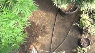 WeedWizard 2015 Greenhouse Full of Buds