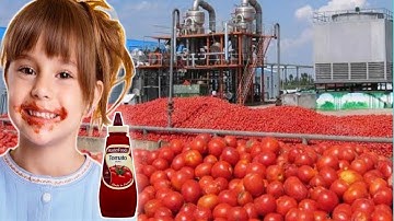 How Tomato Ketchup Is Made, Tomato Harvesting And Processing Process With Modern Technology