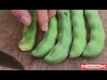 Green Vegetable Harvest Documentary #farming #cuttingskills #viral #toptrending #garden #cutting