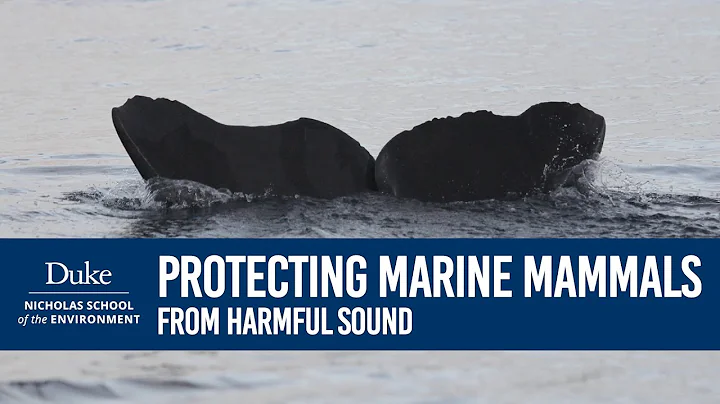MAPS: How to Protect Marine Life from Harmful Sound