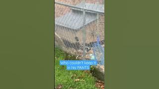 Straight to duck jail for Maple tonight 🦆 🍁 #Ducks #Pets #FarmAnimals #Shorts #Drake #CallDuck