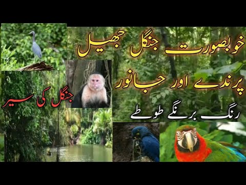 خوبصورت جنگل جھیل پرندے اور جانور رنگ برنگے طوطے چڑیاں جنگل کی سیر