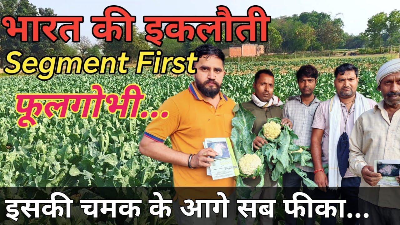 भारत की इकलौती फूलगोभी / Segment first cauliflower Syngenta snow quick