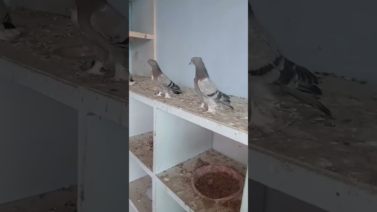 o'yinchi kabutarlar ni bolalari sotildi