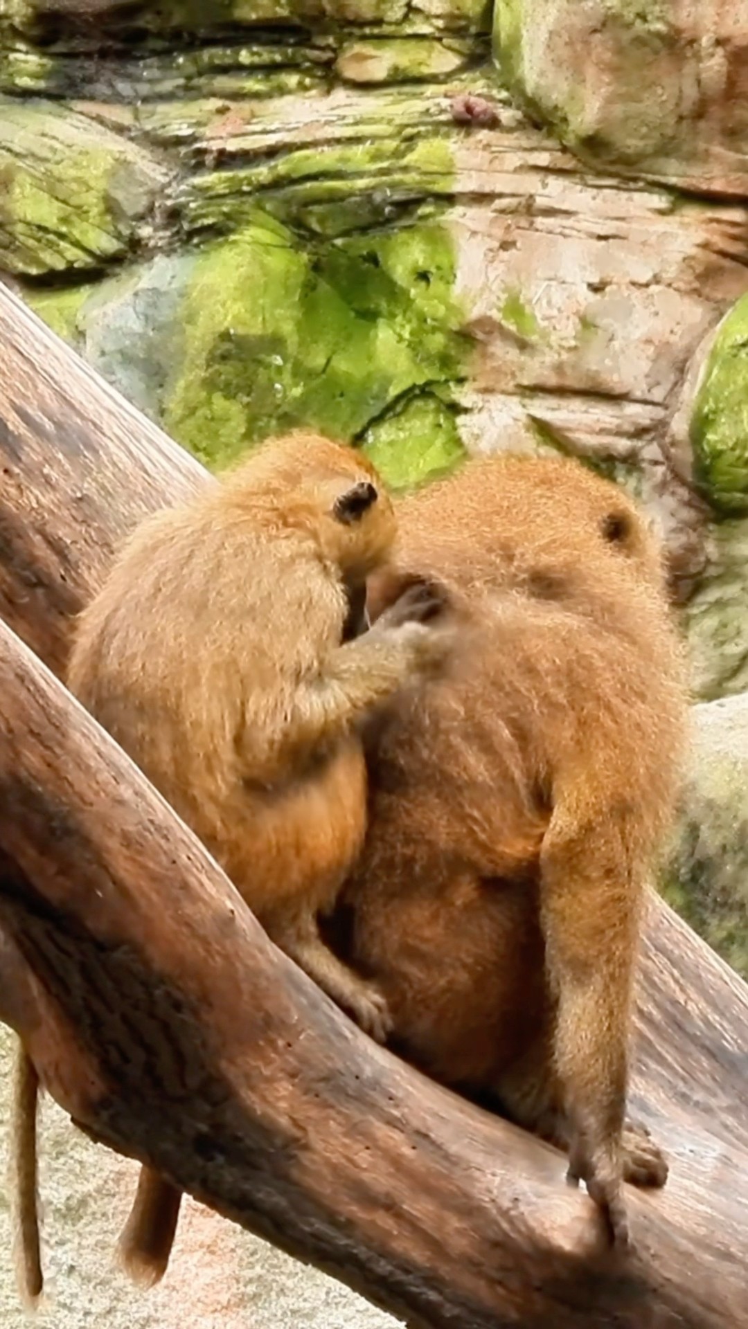 Monkey Couple Together