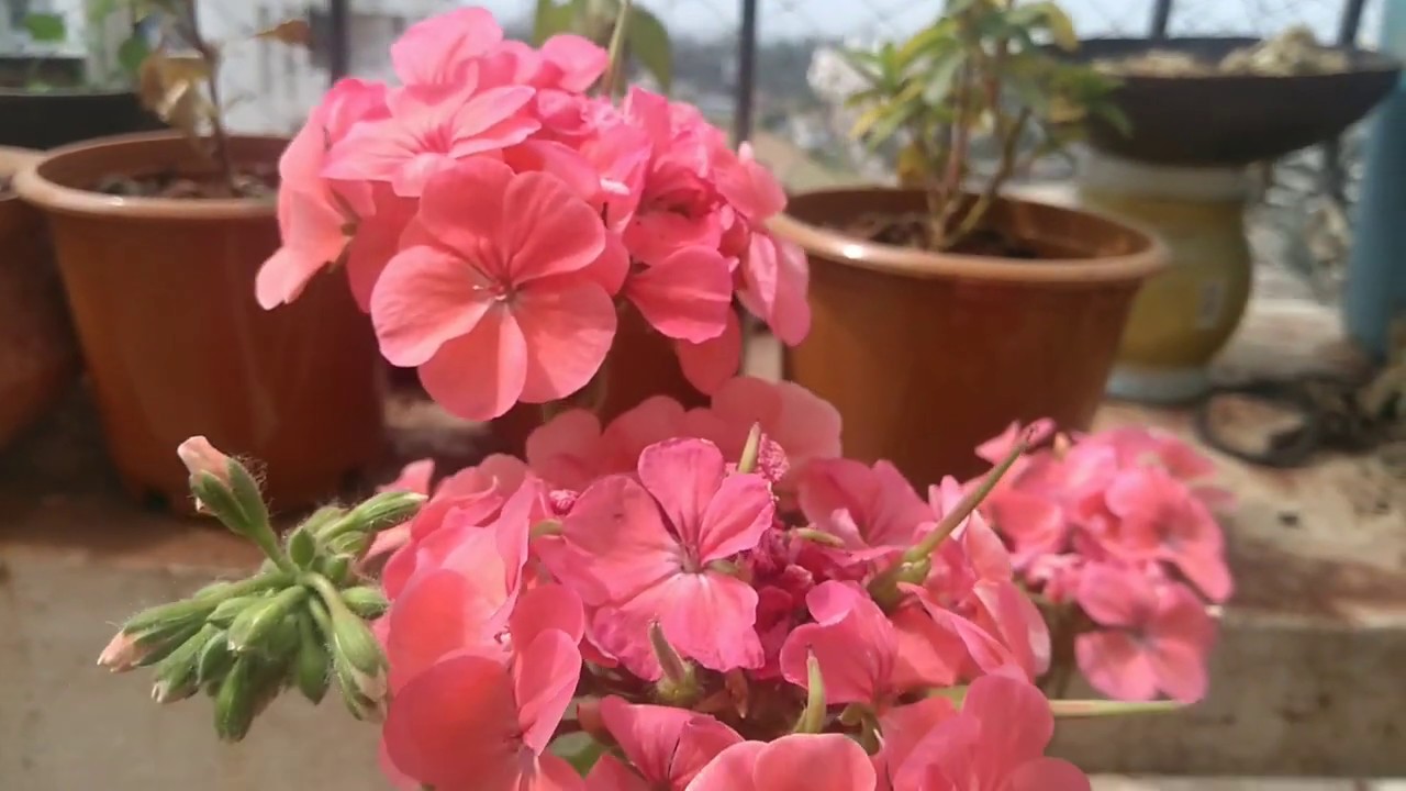 How to grow and care Geranium plant 