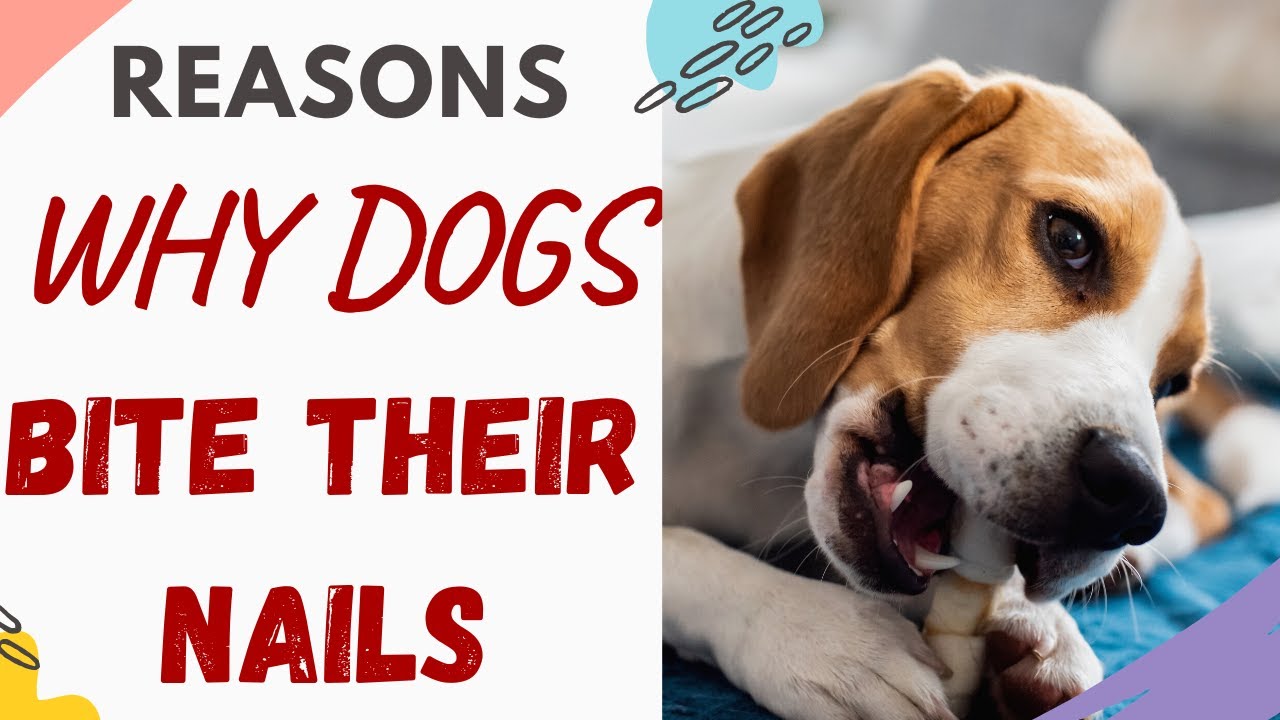 Why do dogs bite their nails (Answered) - YouTube