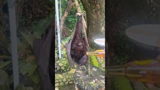 맥주먹는 바쥐쓰? #cute #nature #animals #wildlife