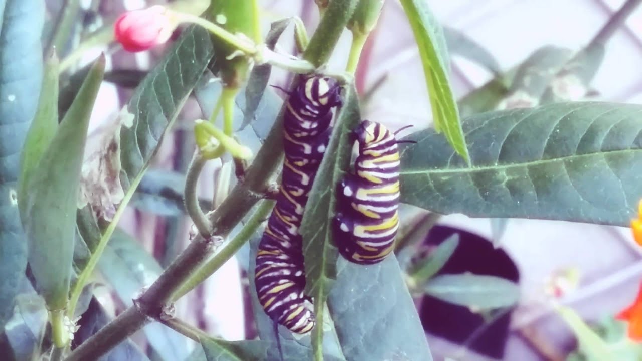 Two monarch caterpillars eating the same leaf YouTube