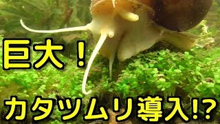 ヤバすぎるw巨大カタツムリ導入 アクアリウム Youtube ヤバすぎるw巨大カタツムリ導入 アクアリウム Youtube
