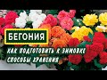 🌺🏵️БЕГОНИЯ- как и где зимует? Разные СПОСОБЫ подготовки и зимовки.