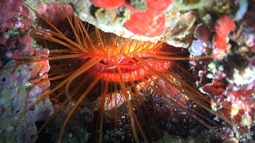 Disco Clams Light Up the Ocean Floor